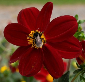 Bombus terrestris ou lucorum