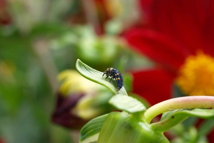 Coccinella septempunctata (larve)
