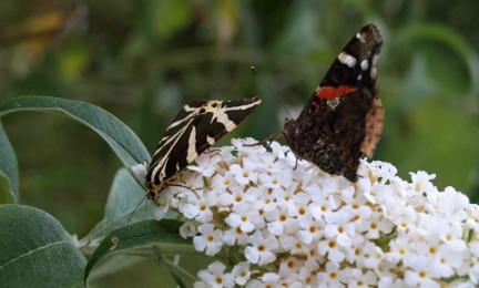 Euplagia quadripunctaria et Vanessa atalanta