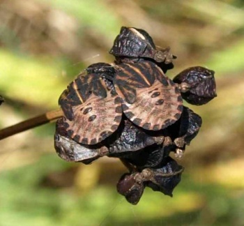 Graphosoma lineatum (larve)