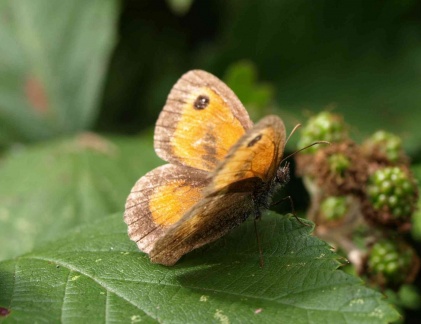 Pyronia tithonus (mâle)
