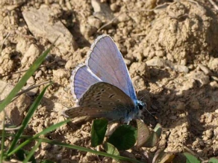 Polyommatus icarus (mâle)