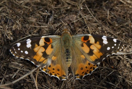 Vanessa Cardui