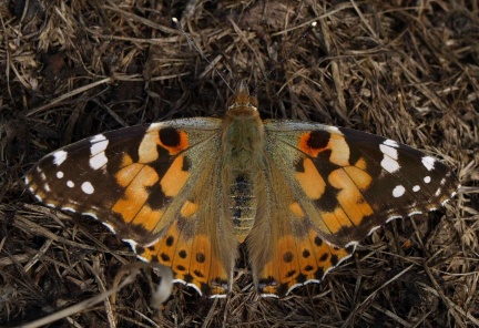 Vanessa Cardui