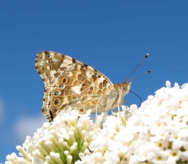 Vanessa Cardui