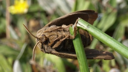Macrothylacia rubi (femelle)