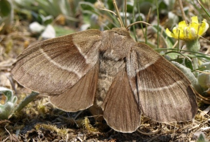 Macrothylacia rubi (femelle)