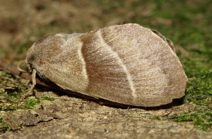 Macrothylacia rubi (femelle)