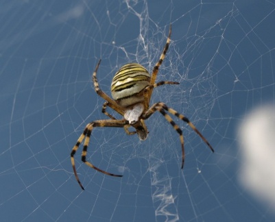 Argiope bruennichi (femelle)