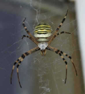 Argiope bruennichi (femelle)