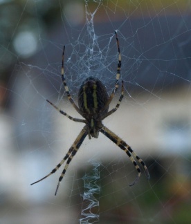 Argiope bruennichi (femelle)