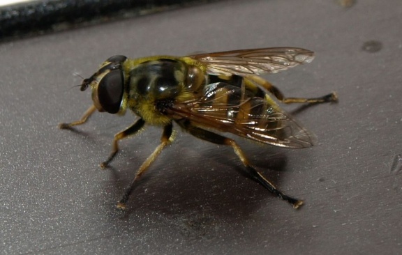 Myathropa florea