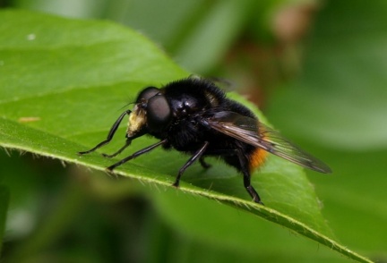 Volucella bombylans