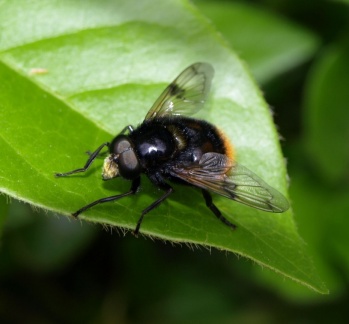 Volucella bombylans