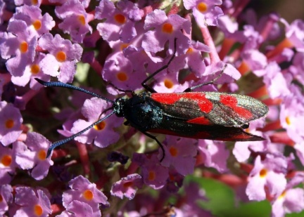 Zygaena filipendulae