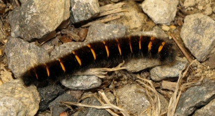 Macrothylacia rubi (chenille)