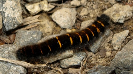 Macrothylacia rubi (chenille)