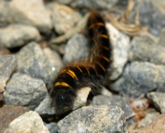 Macrothylacia rubi (chenille)