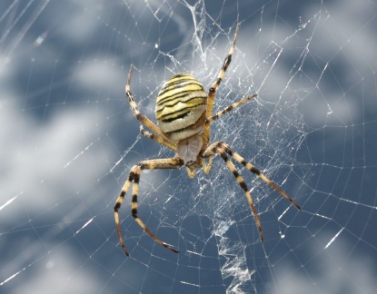Argiope bruennichi