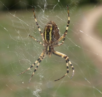 Argiope bruennichi