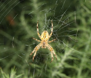 Araneus diadematus