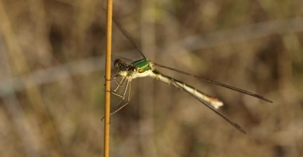 Lestes sponsa (voire virens)
