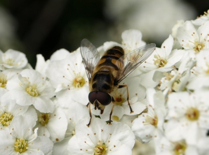 Myathropa florea