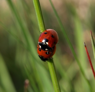 Coccinella septempunctata (mâle et femelle)