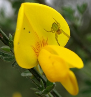 Araniella sp.