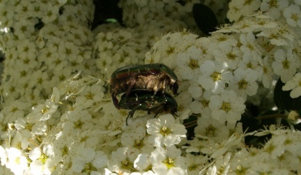 Cetonia aurata (couple)