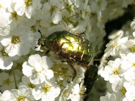 Cetonia aurata (mâle)