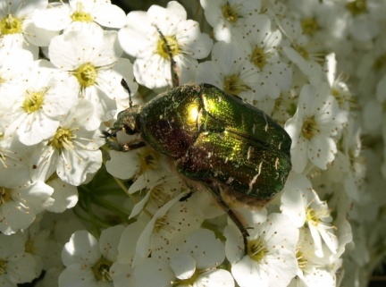 Cetonia aurata (mâle)