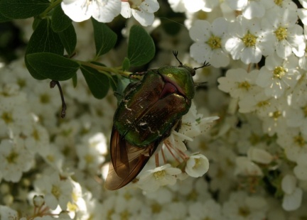Cetonia aurata (mâle)