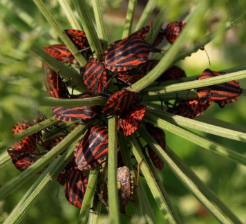 Graphosoma italicum