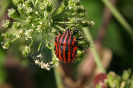 Graphosoma italicum