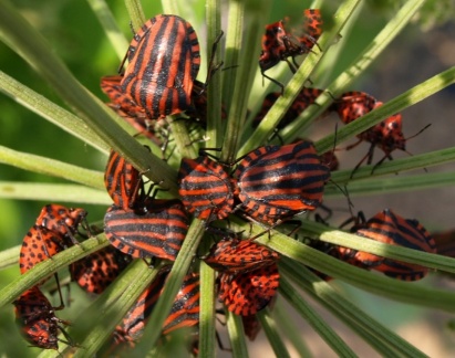 Graphosoma italicum