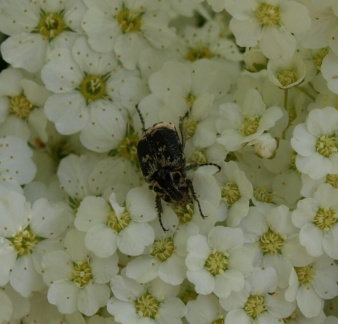 Valgus hemipterus