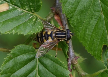 Helophilus pendulus (femelle)