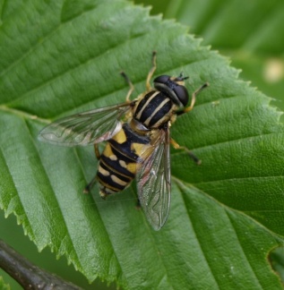 Helophilus pendulus (femelle)