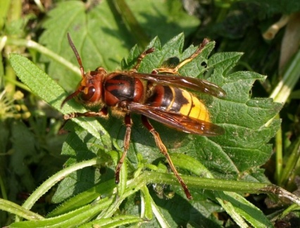Vespa crabro