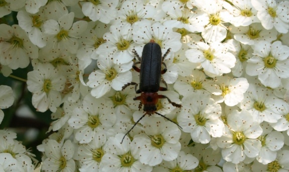 Cantharis rustica