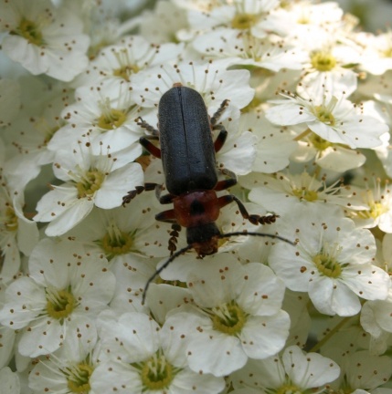 Cantharis rustica