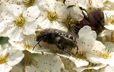 Oxythyrea funesta (et le derrière de Cetonia aurata)