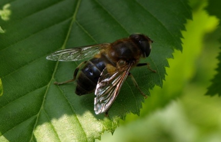 Eristalis pertinax (femelle)
