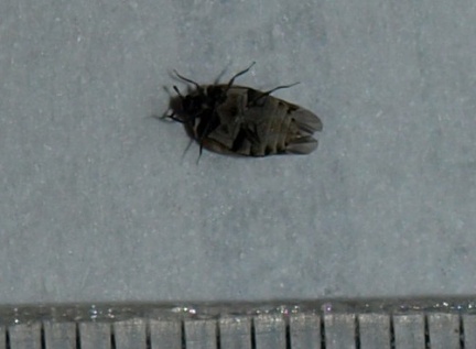 Anthrenus sp.