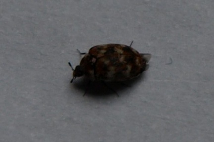 Anthrenus sp.