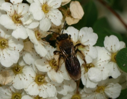 Andrena sp.
