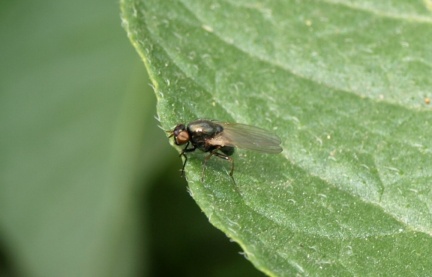 Calliopum sp.