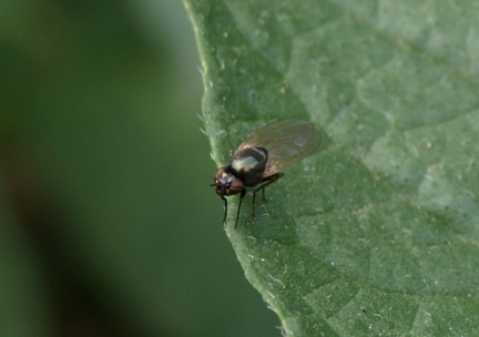 Calliopum sp.