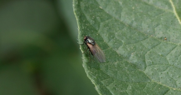 Calliopum sp.